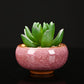 Cracked Ice Ceramic Succulent Planter Pot